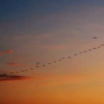 Flamingoes flying over Isla Pajaros